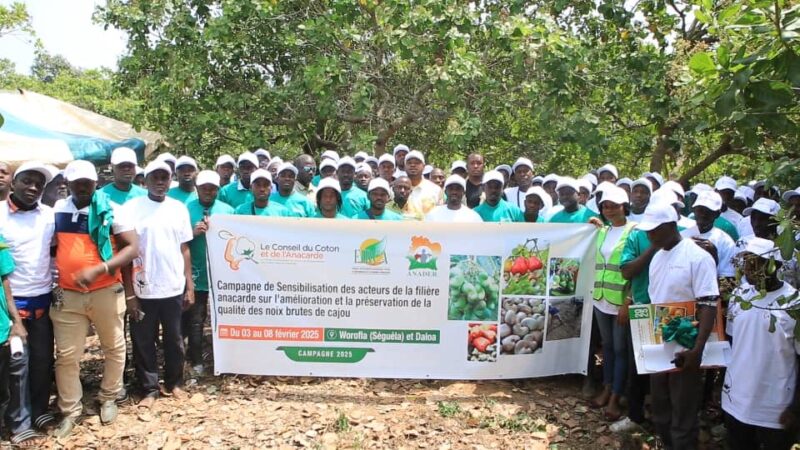 Gonaté : Former pour mieux récolter, un pari sur la qualité de l’anacarde