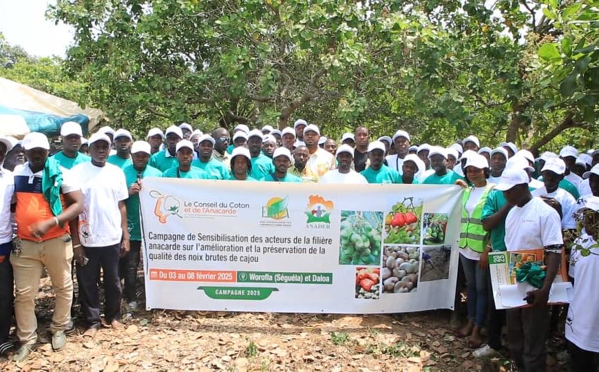 Gonaté : Former pour mieux récolter, un pari sur la qualité de l’anacarde