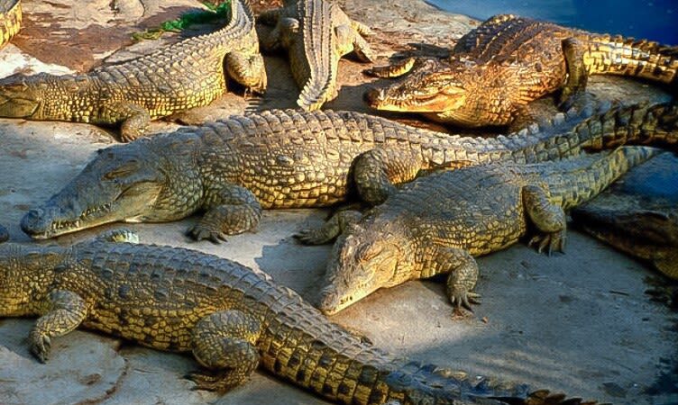 Les lacs aux crocodiles de Yamoussoukro Un joyau touristique en péril 