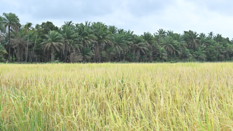 Le riz hybride chinois apporte un nouvel espoir de récolte abondante aux populations guinéennes (REPORTAGE)